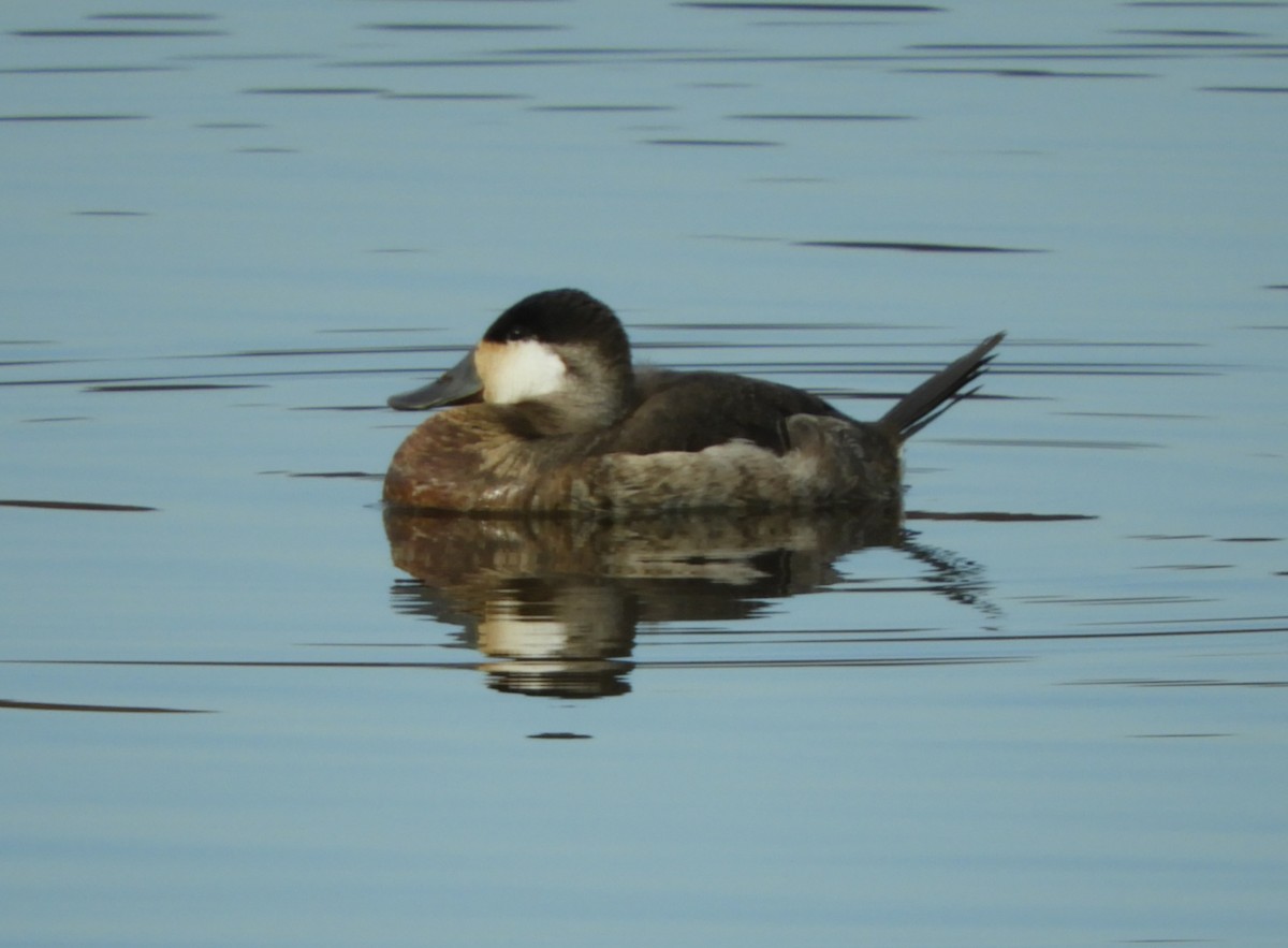 Ruddy Duck - ML646084390