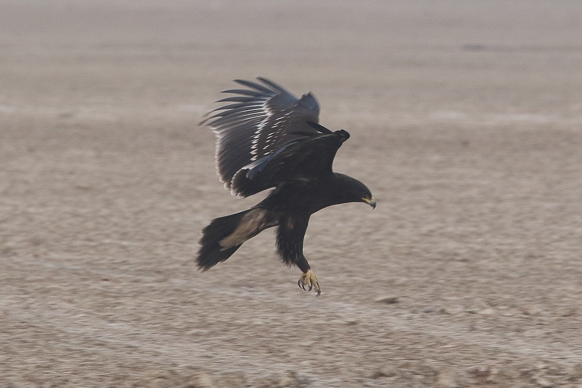 עיט צפרדעים - ML646084393