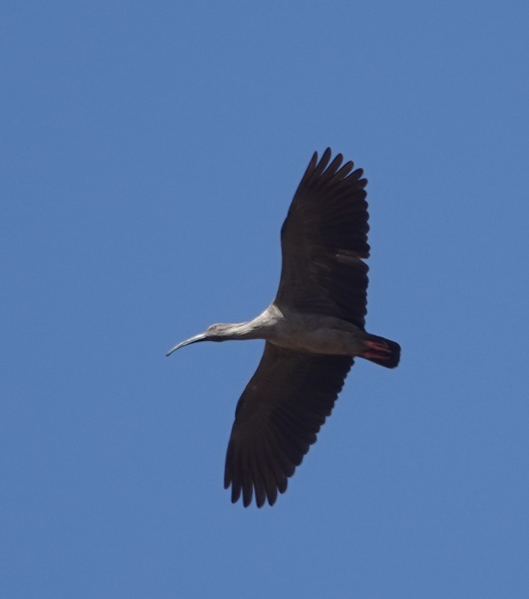 Plumbeous Ibis - ML646084397