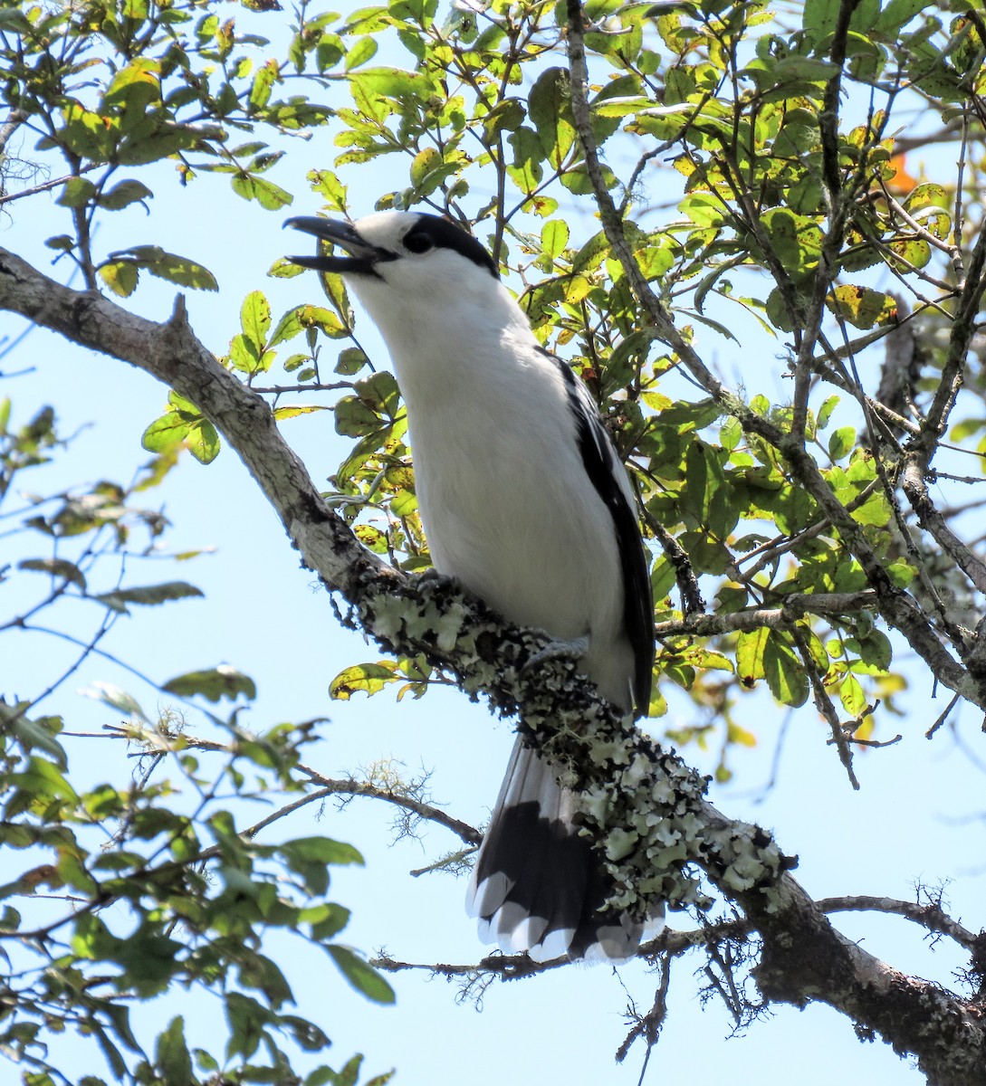 Hook-billed Vanga - ML646084398