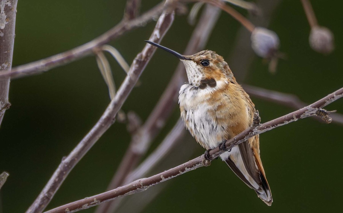 Colibrí Rufo - ML646084399