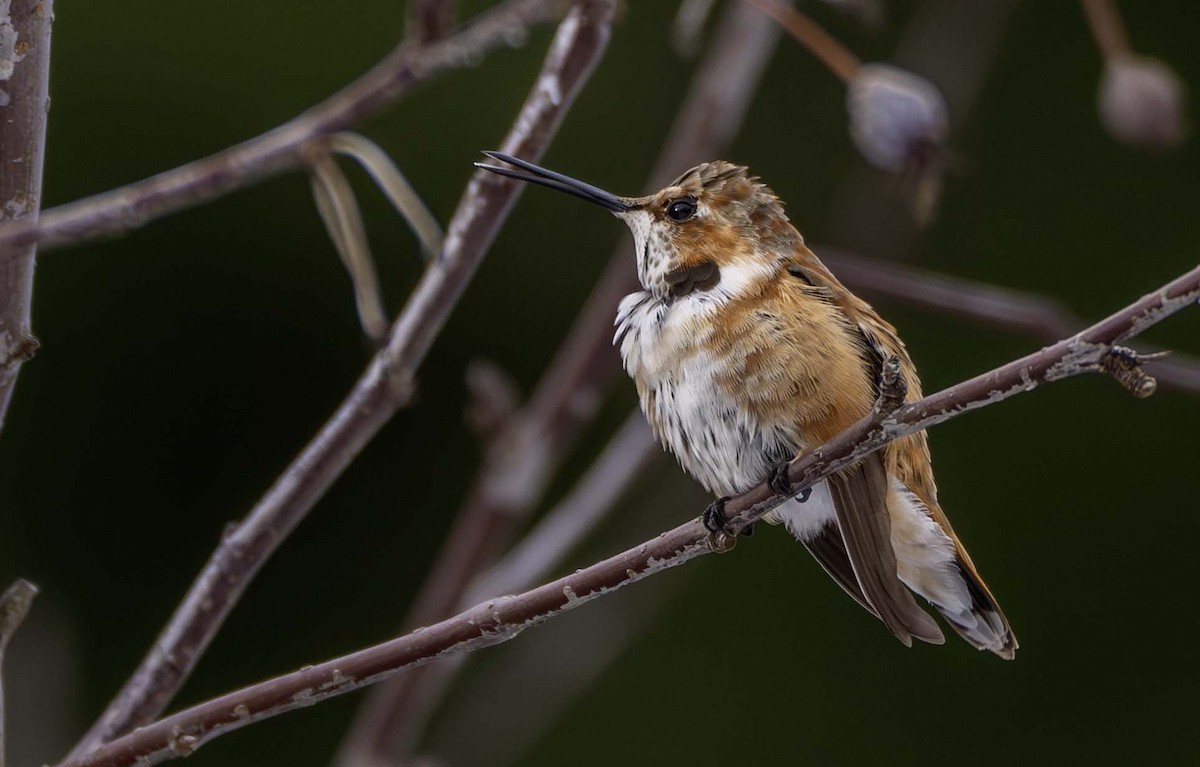 Colibrí Rufo - ML646084400