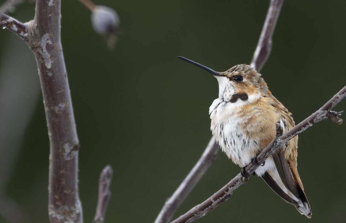 Colibrí Rufo - ML646084401