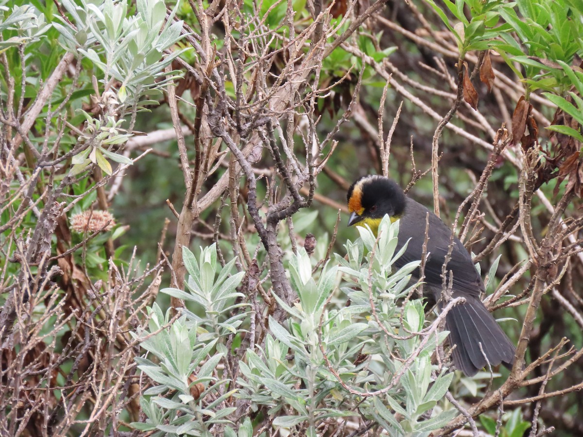 Pale-naped Brushfinch - ML646084404