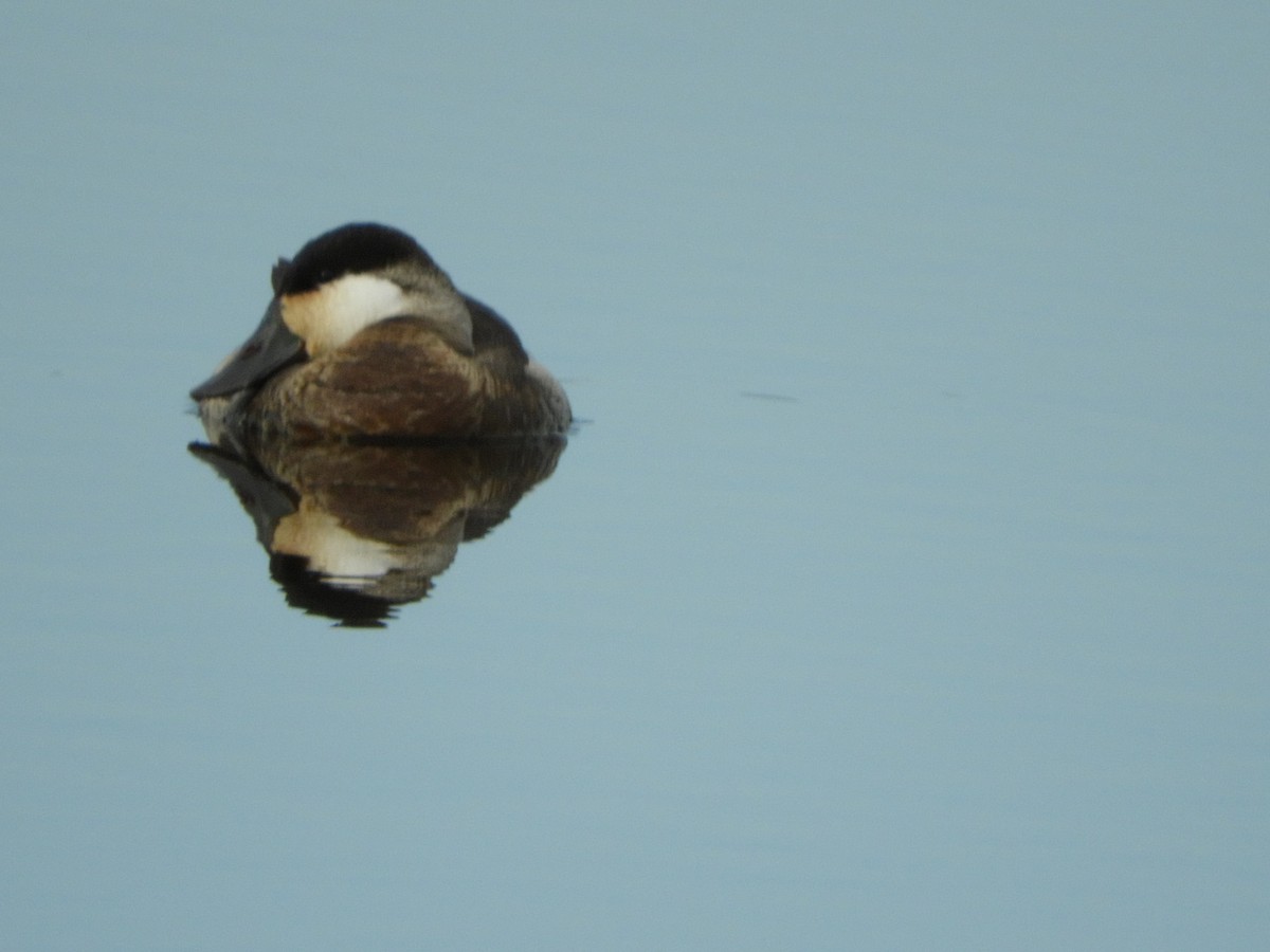 Ruddy Duck - ML646084407