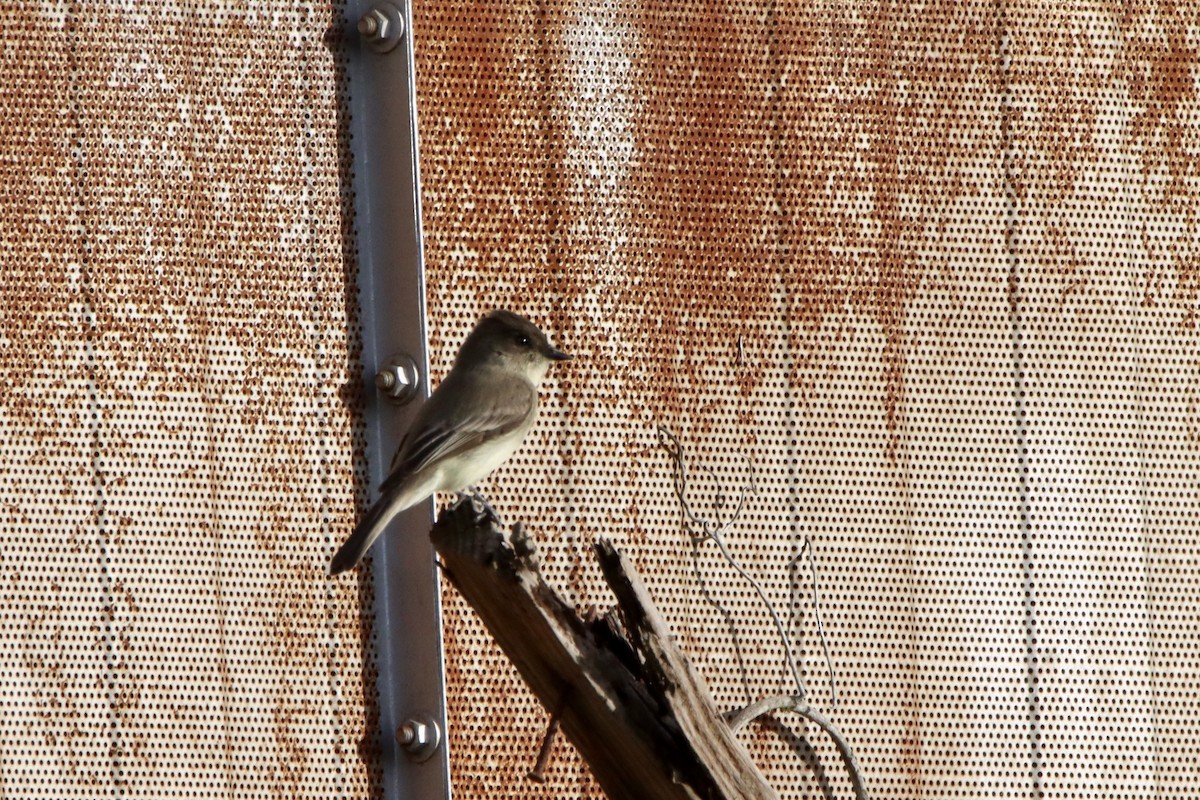 Eastern Phoebe - ML646084413