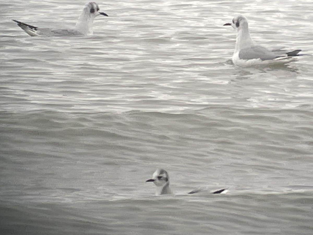 小鷗 - ML646084415