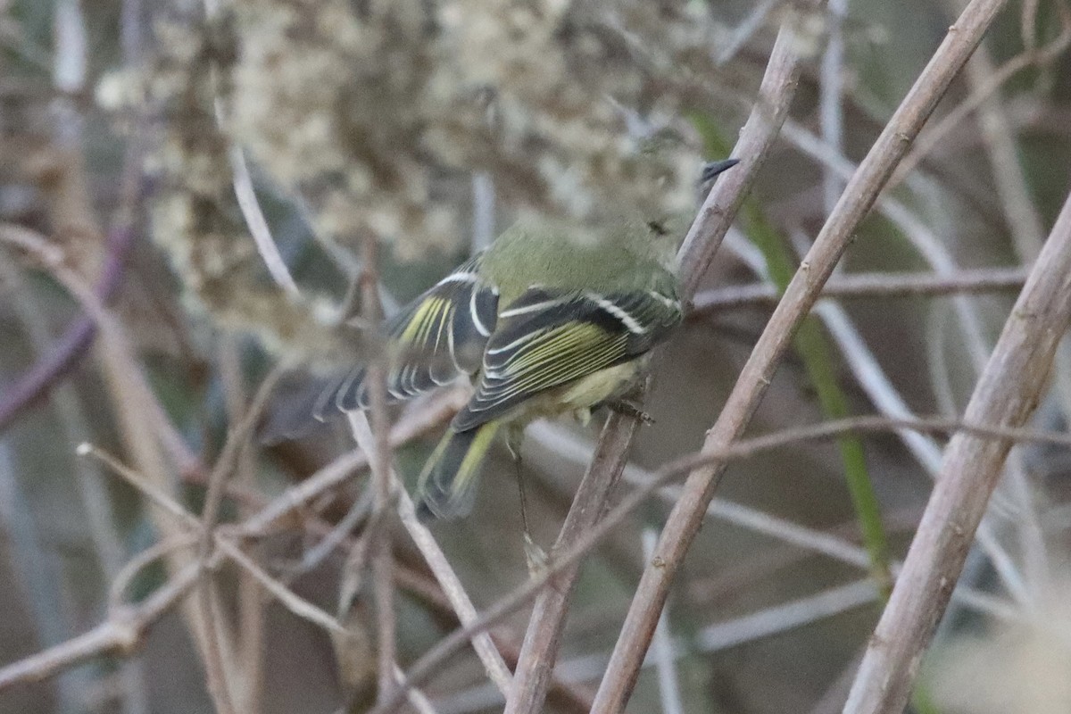 Ruby-crowned Kinglet - ML646084419