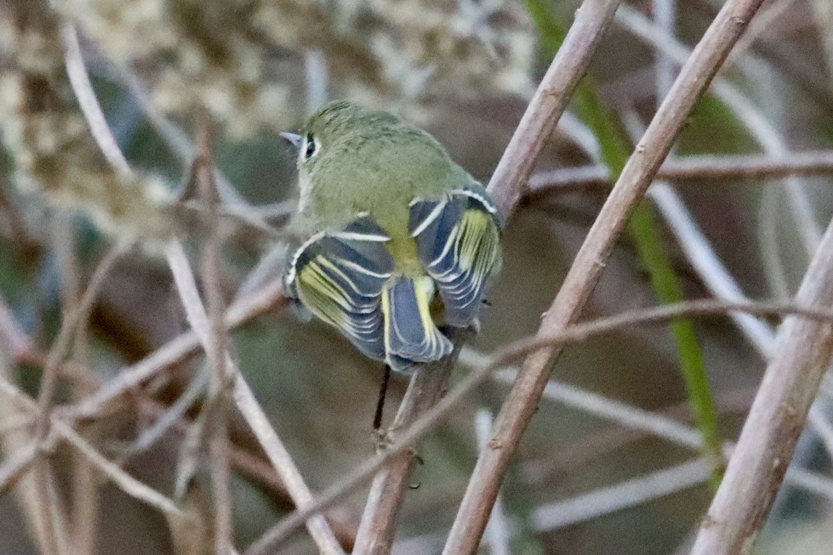 Ruby-crowned Kinglet - ML646084420