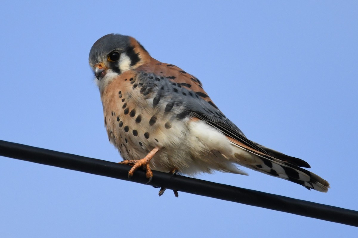 American Kestrel - ML646084425