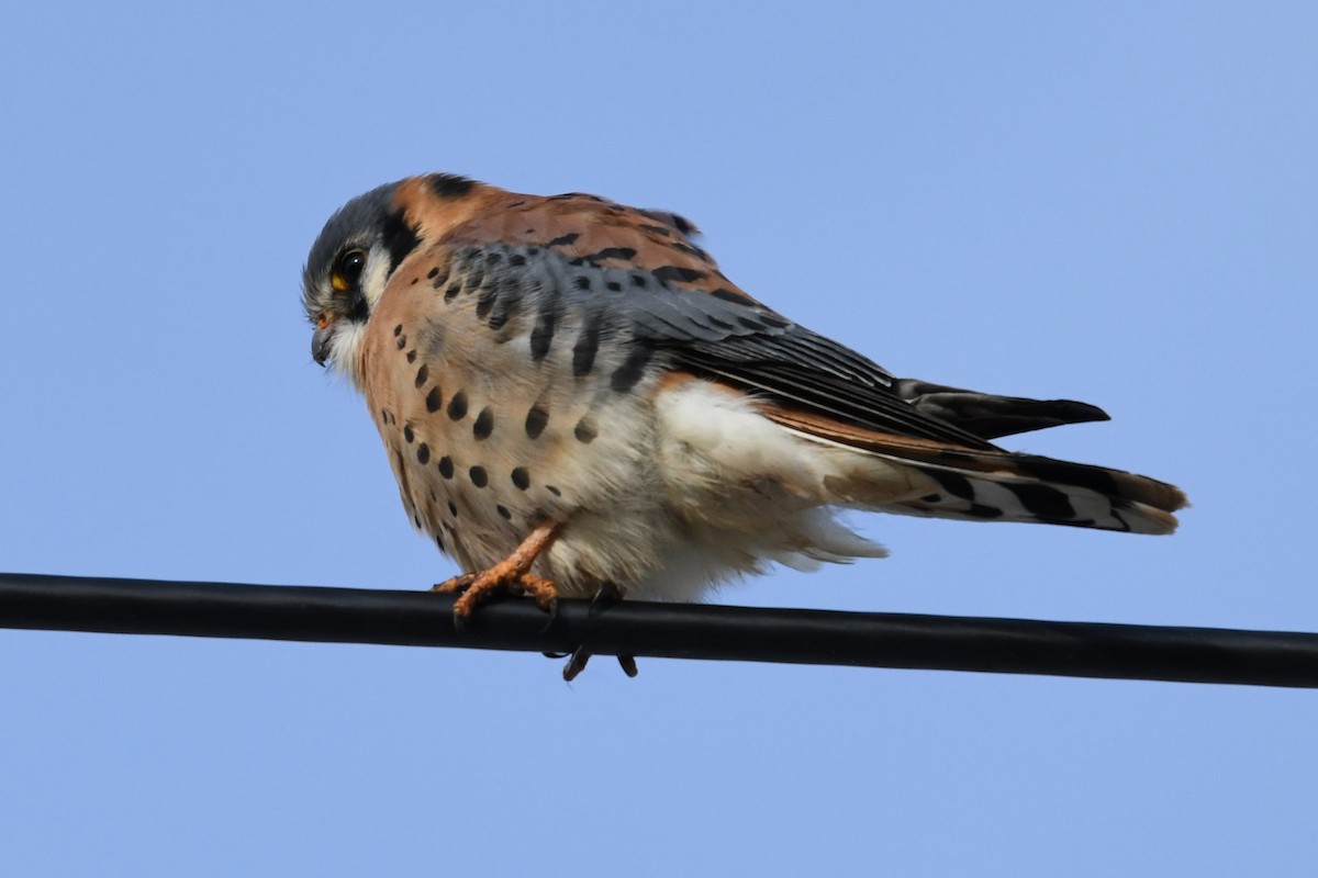 American Kestrel - ML646084426