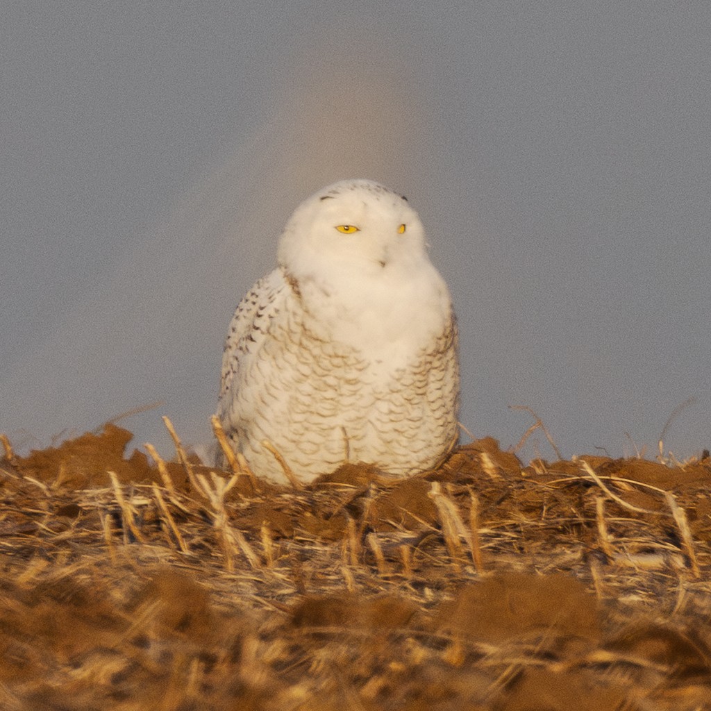 Snowy Owl - ML646084434