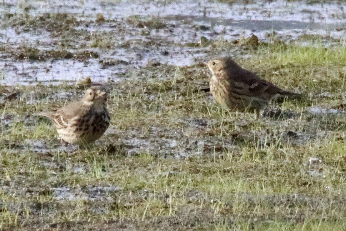 American Pipit - ML646084440
