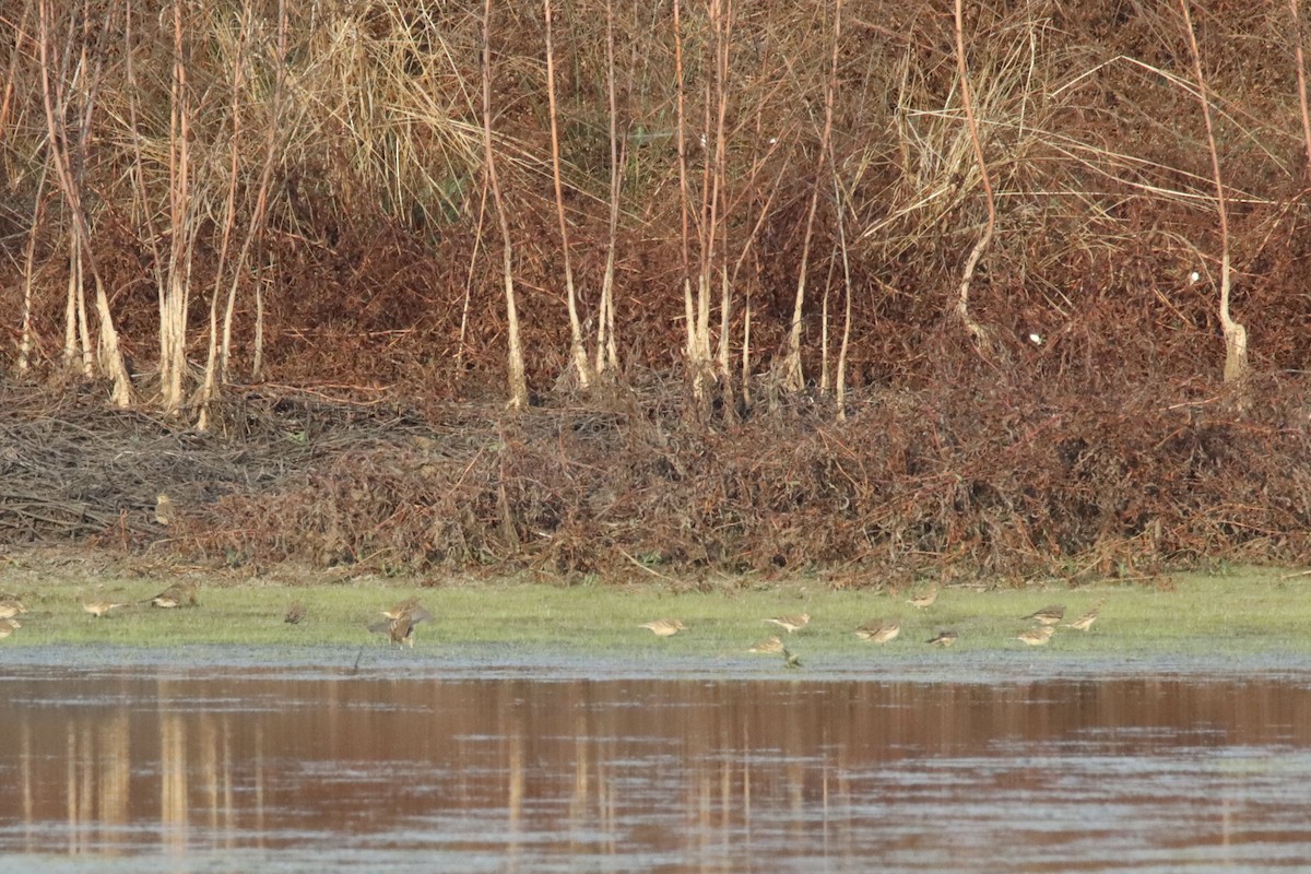 American Pipit - ML646084441