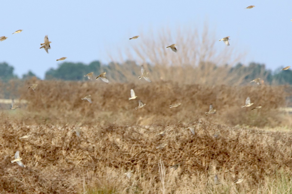 American Pipit - ML646084442