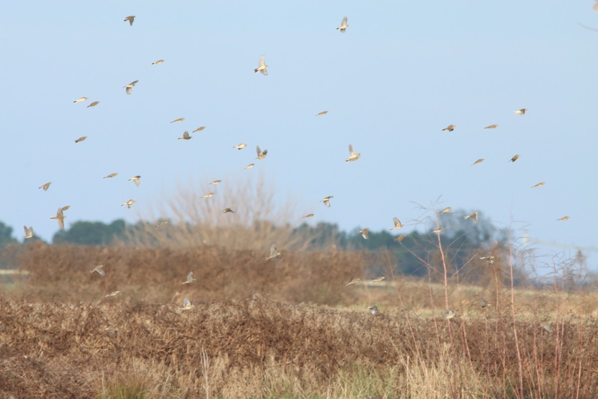 American Pipit - ML646084443
