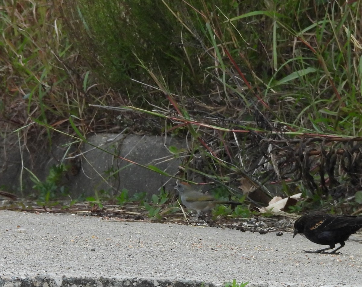 Green-tailed Towhee - ML646084445