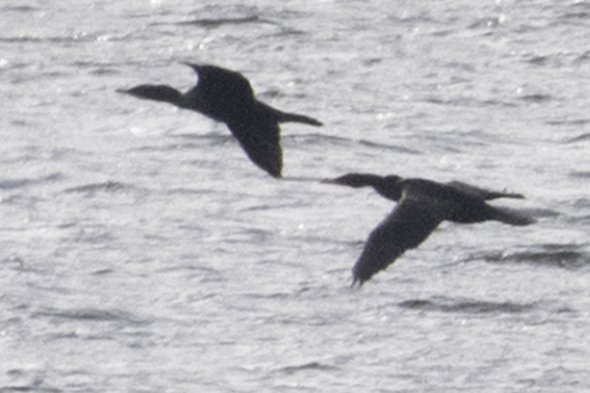 Double-crested Cormorant - ML646084455