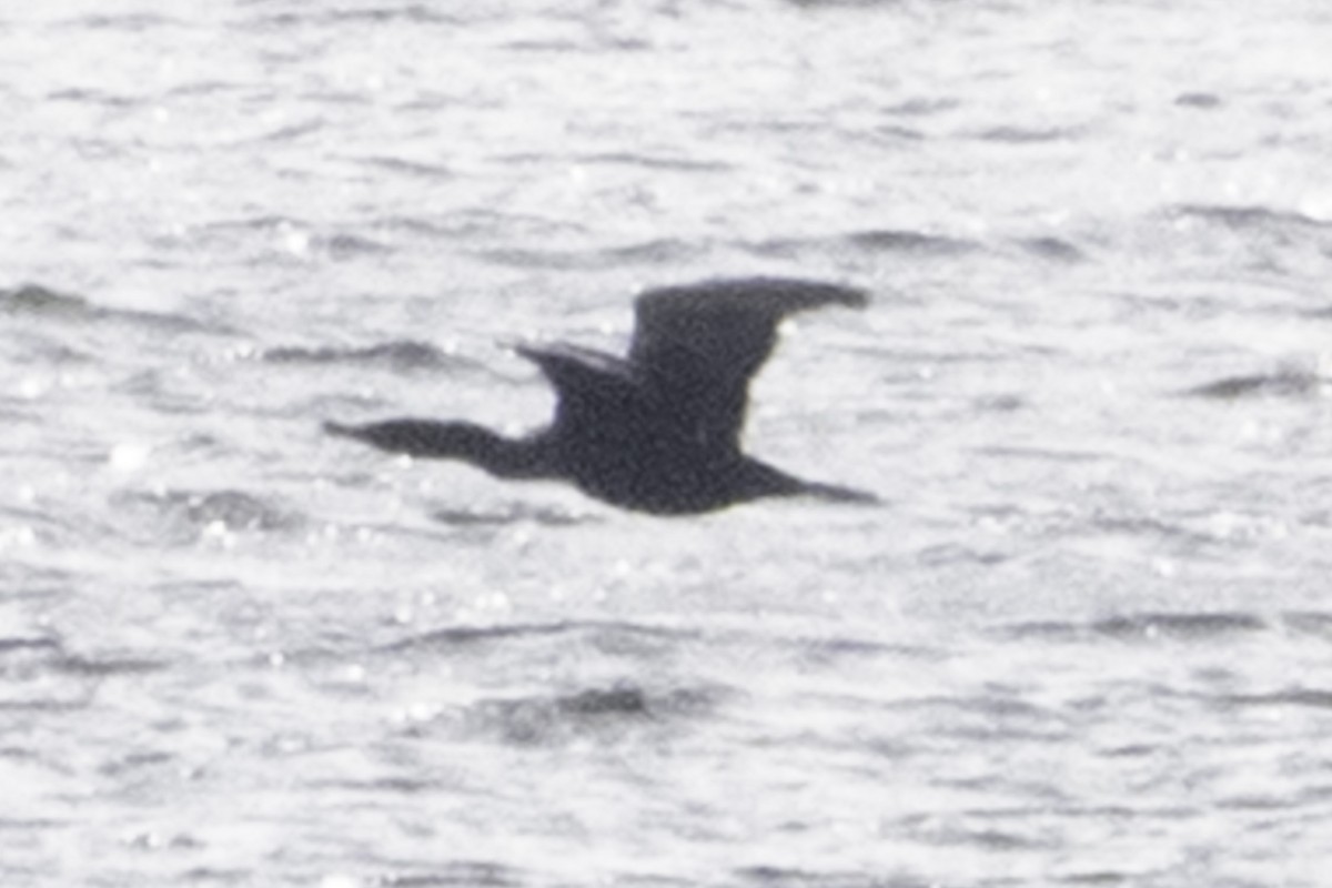 Double-crested Cormorant - ML646084459