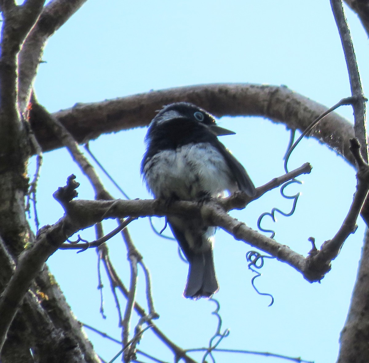 Ward's Vanga - ML646084463