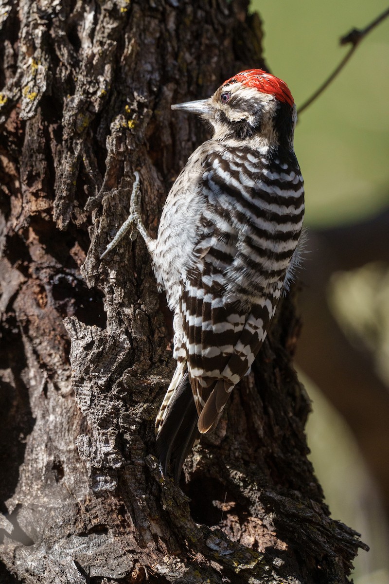 Ladder-backed Woodpecker - ML646084468