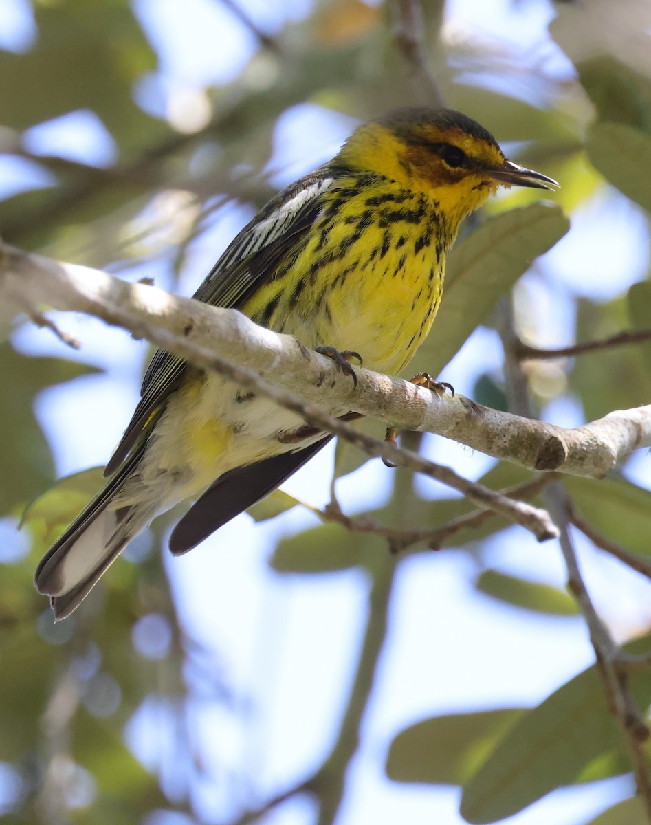 ホオアカアメリカムシクイ - ML646084471