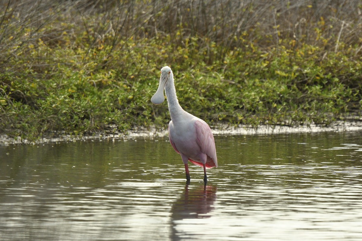Косар рожевий - ML646084473