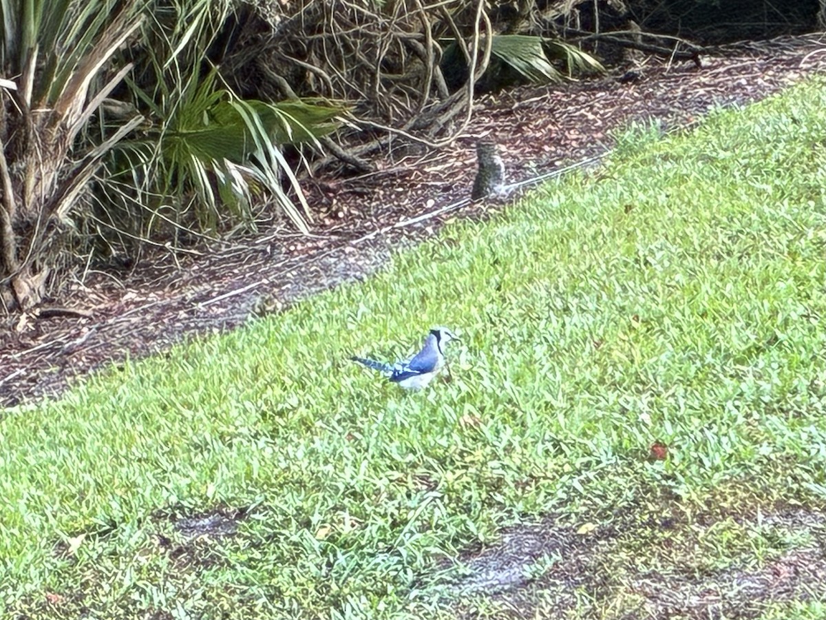 Сизойка блакитна - ML646084475