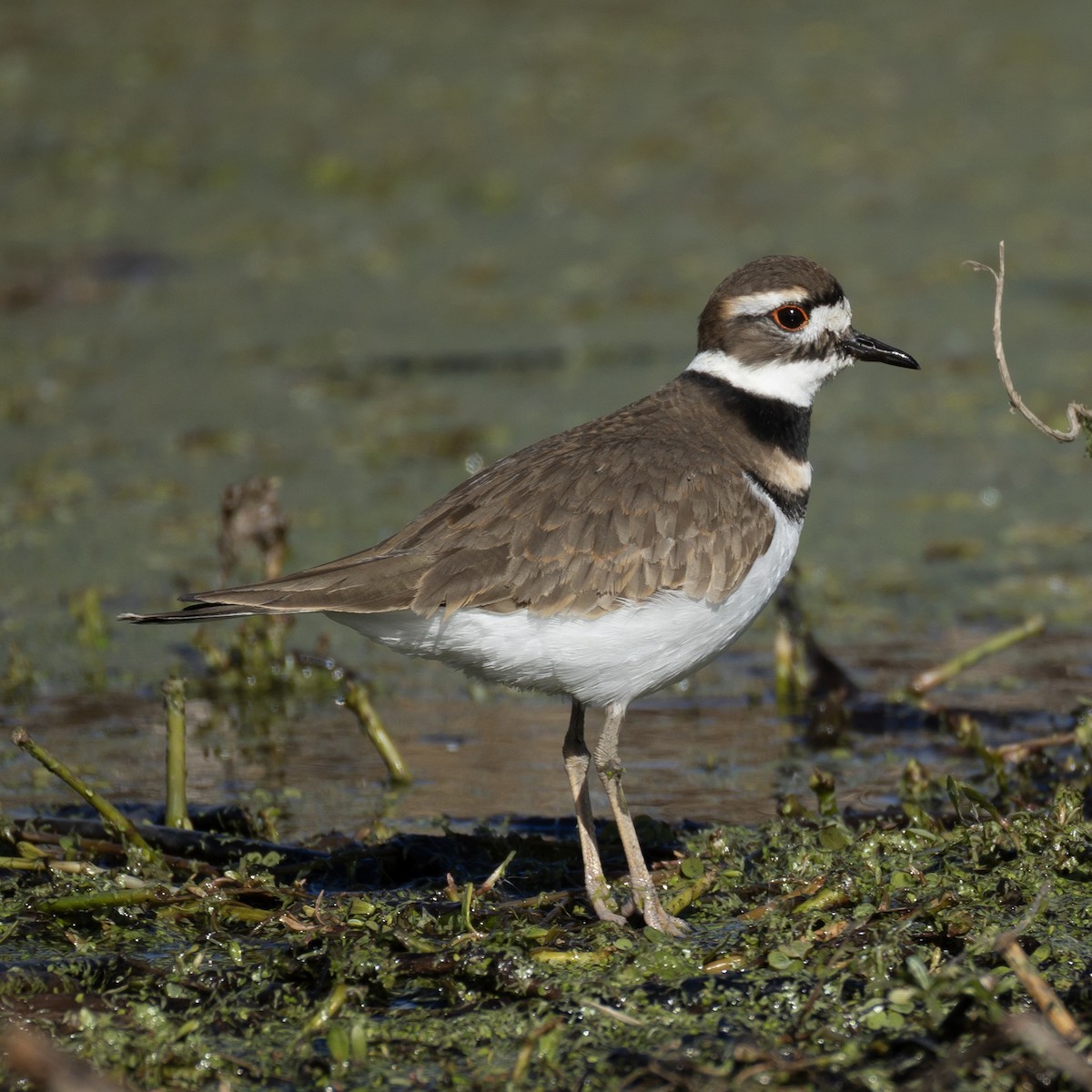 Killdeer - ML646084480