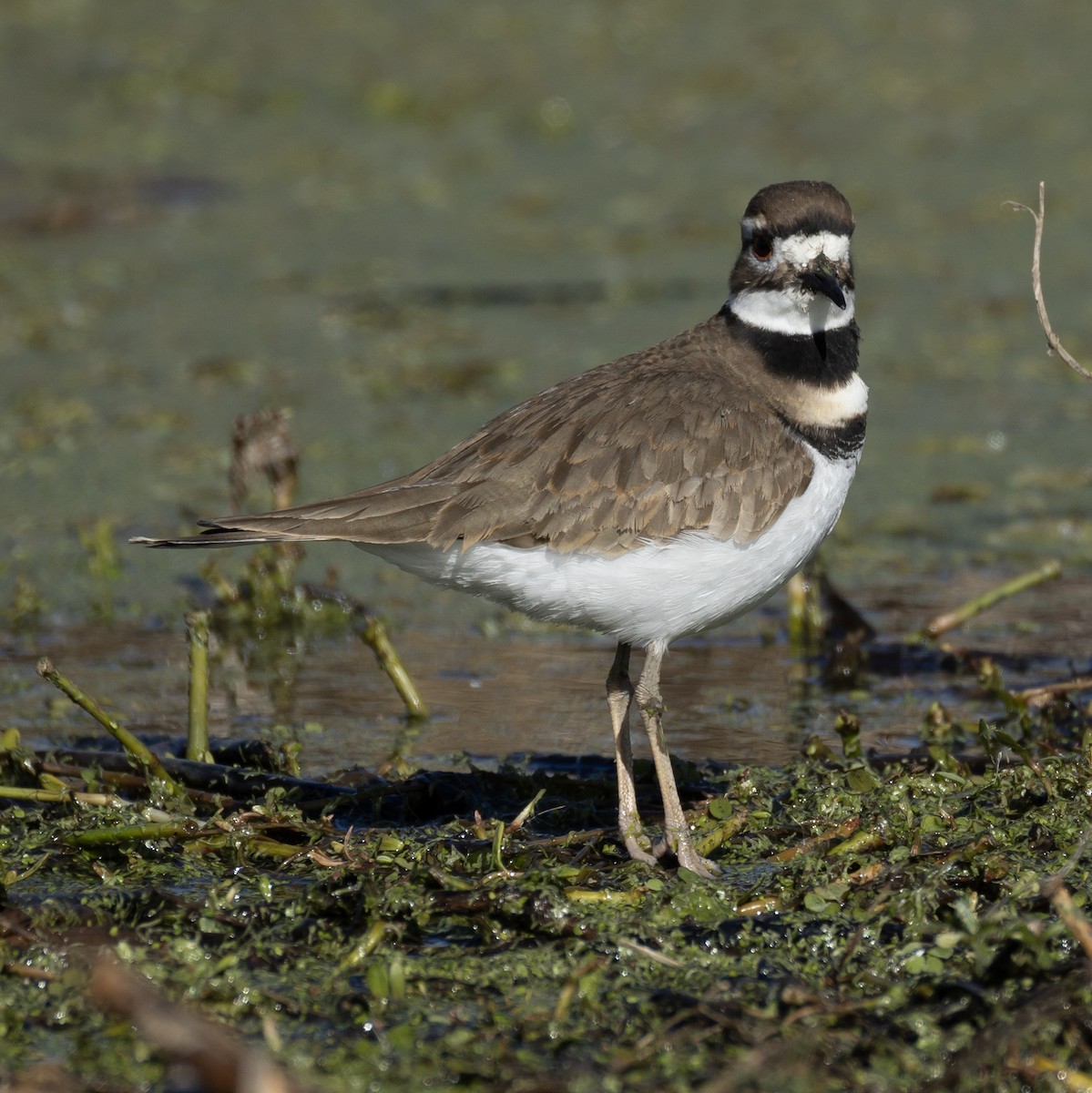 Killdeer - ML646084481