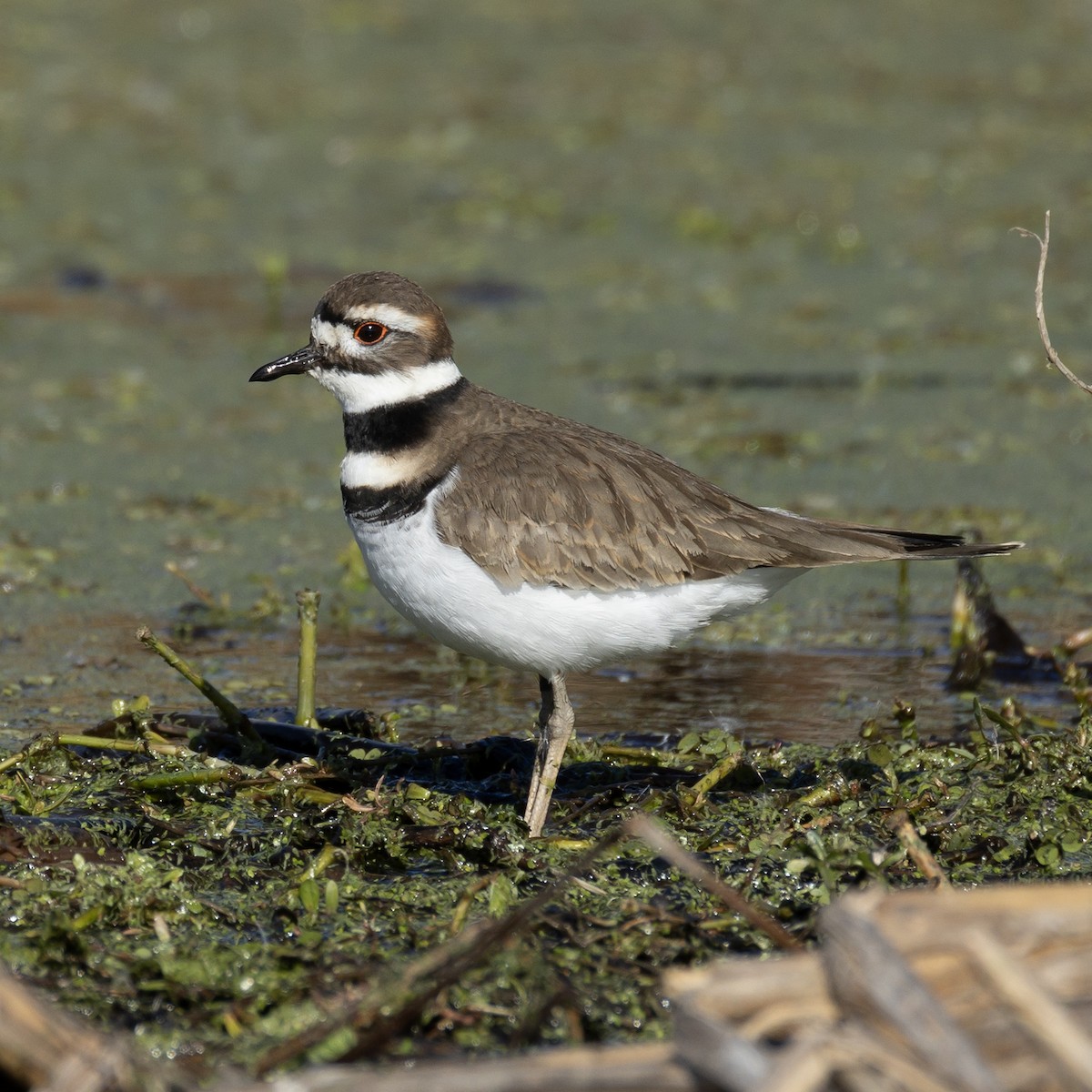 Killdeer - ML646084482