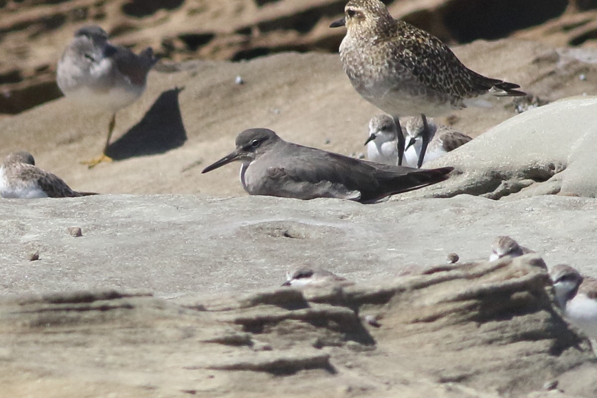 Wandering Tattler - ML646084483