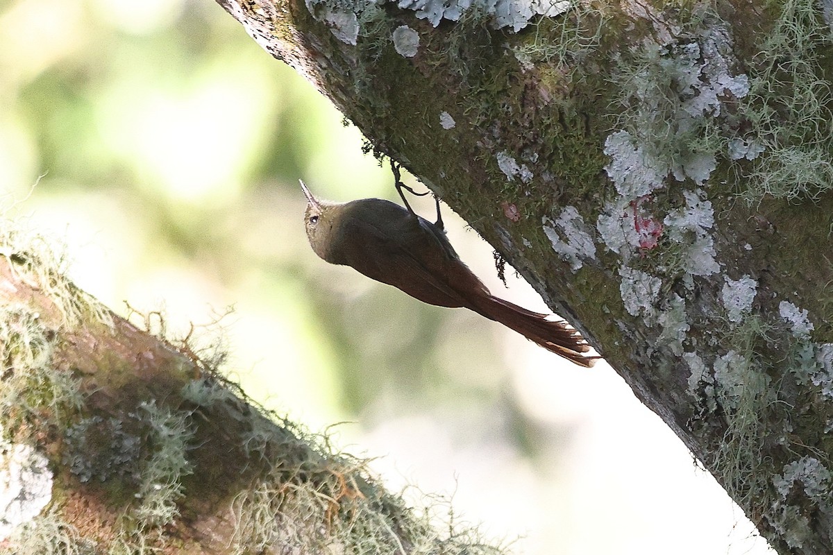 Olivaceous Woodcreeper (Grayish) - ML646084486