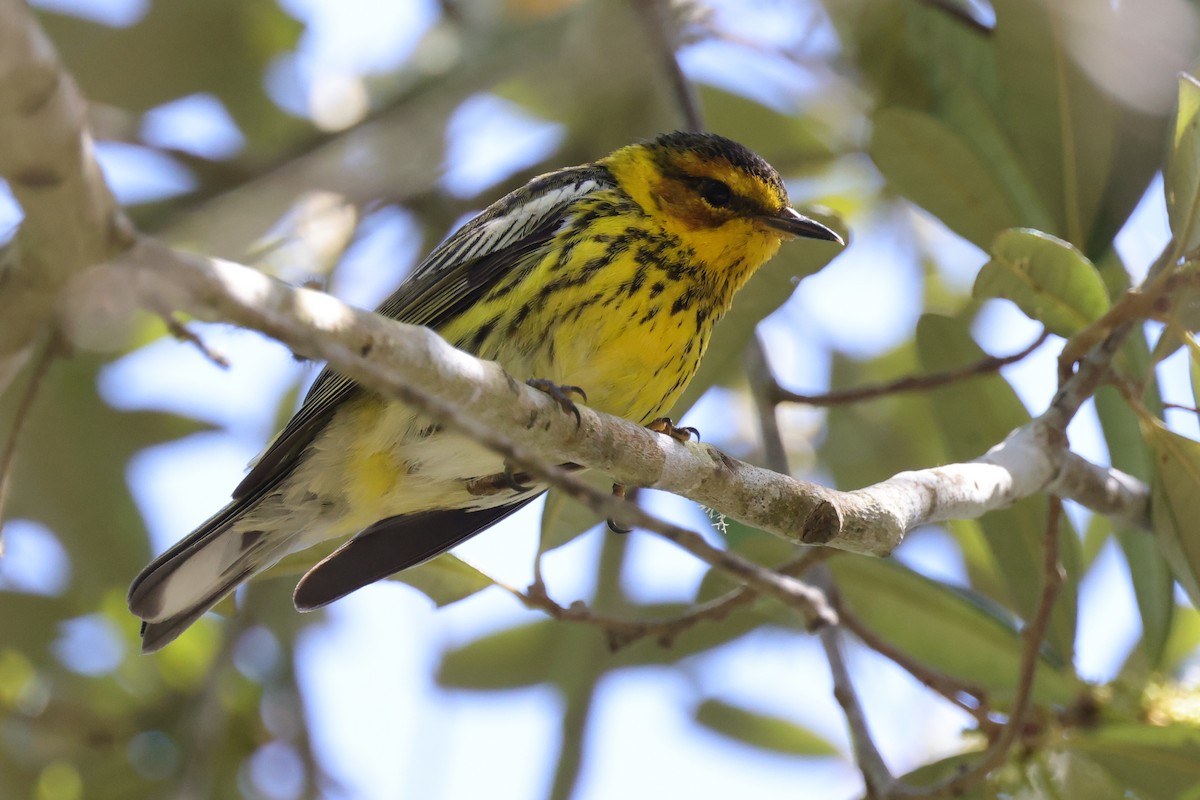 ホオアカアメリカムシクイ - ML646084495