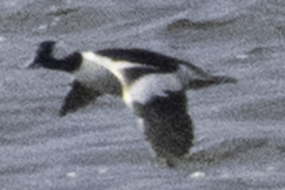 Bufflehead - ML646084500