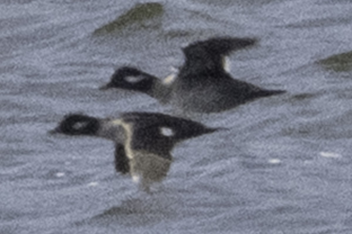 Bufflehead - ML646084509