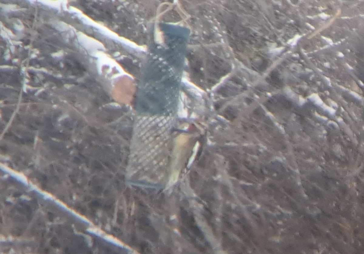 Yellow-bellied Sapsucker - ML646084510