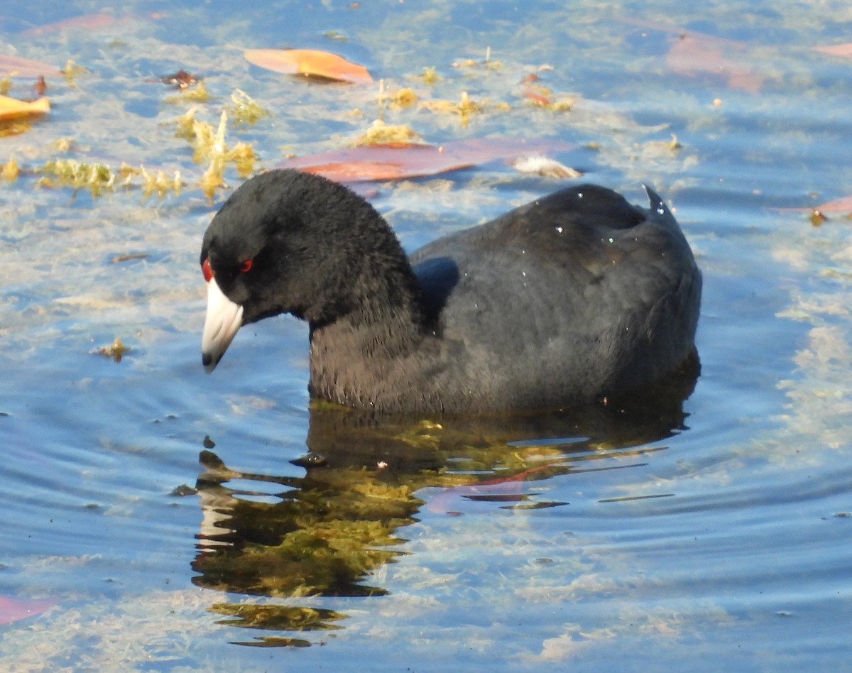 Foulque d'Amérique - ML646084511