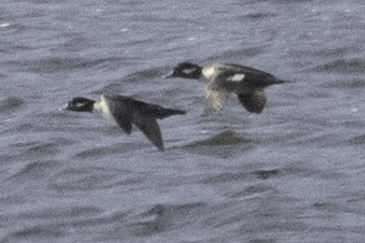 Bufflehead - ML646084512