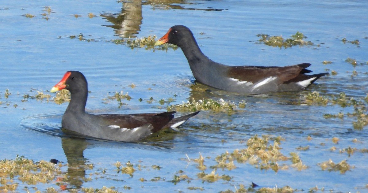 Gallinule d'Amérique - ML646084513