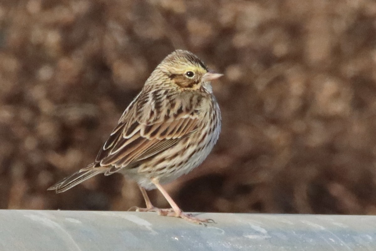 Savannah Sparrow - ML646084514