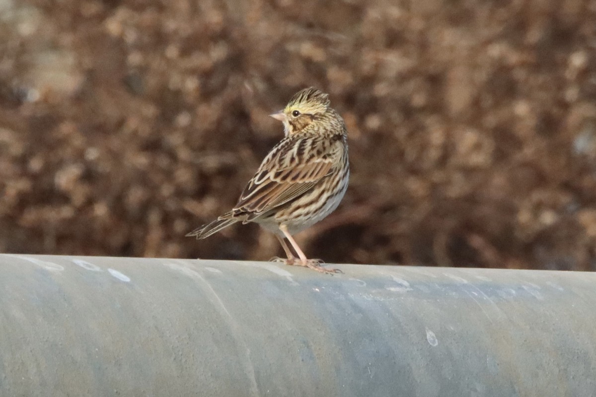Savannah Sparrow - ML646084515