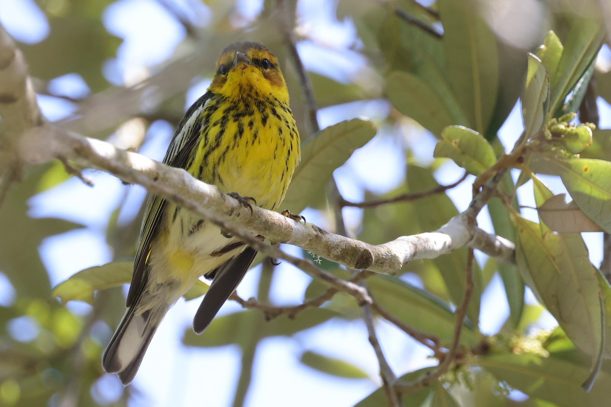 ホオアカアメリカムシクイ - ML646084517