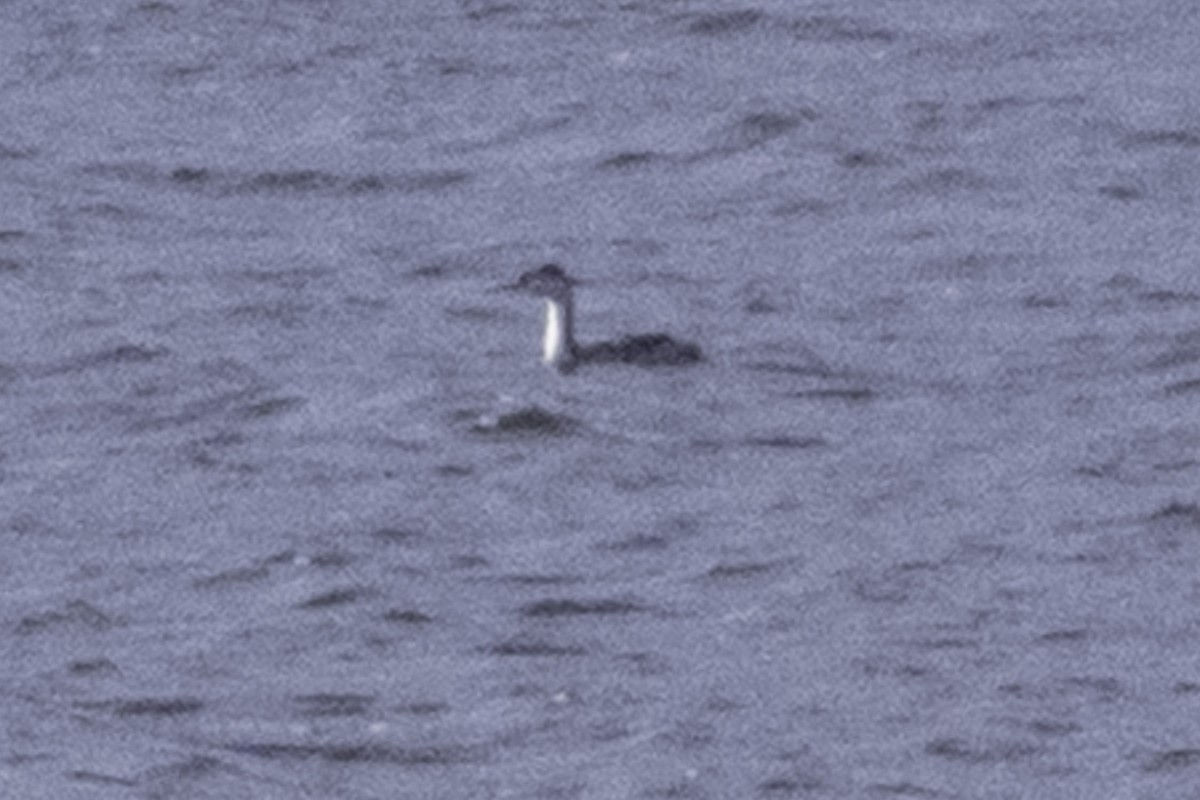 Western/Clark's Grebe - ML646084521