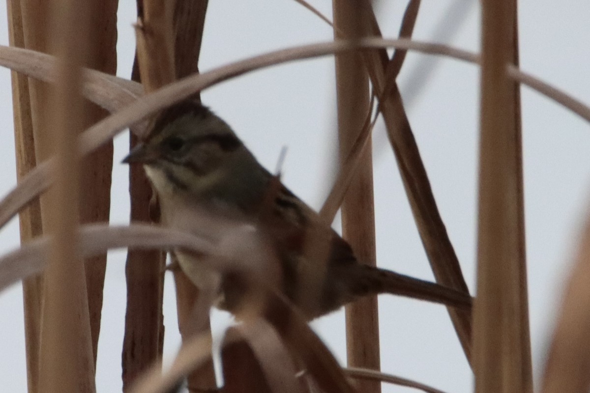 Swamp Sparrow - ML646084524