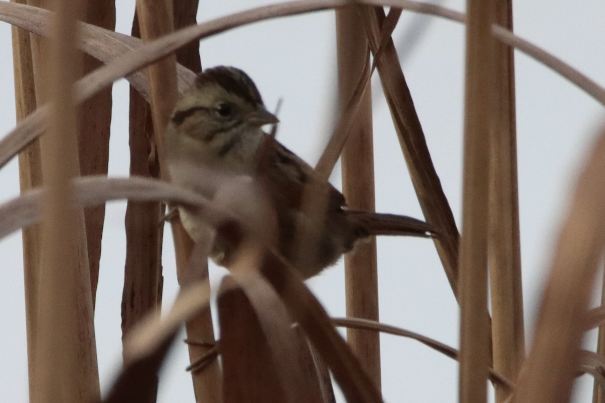 Swamp Sparrow - ML646084525