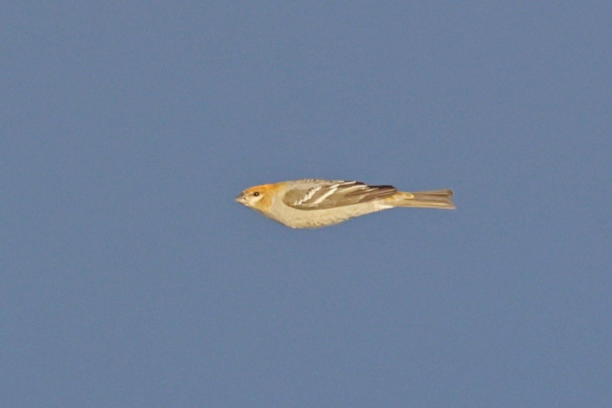 Смеречник тайговий - ML646084530