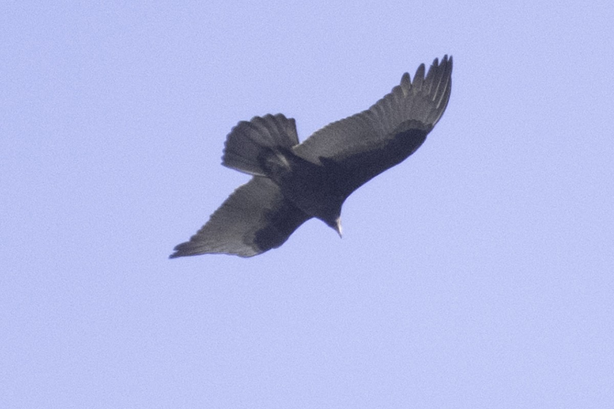 Turkey Vulture (Northern) - ML646084532
