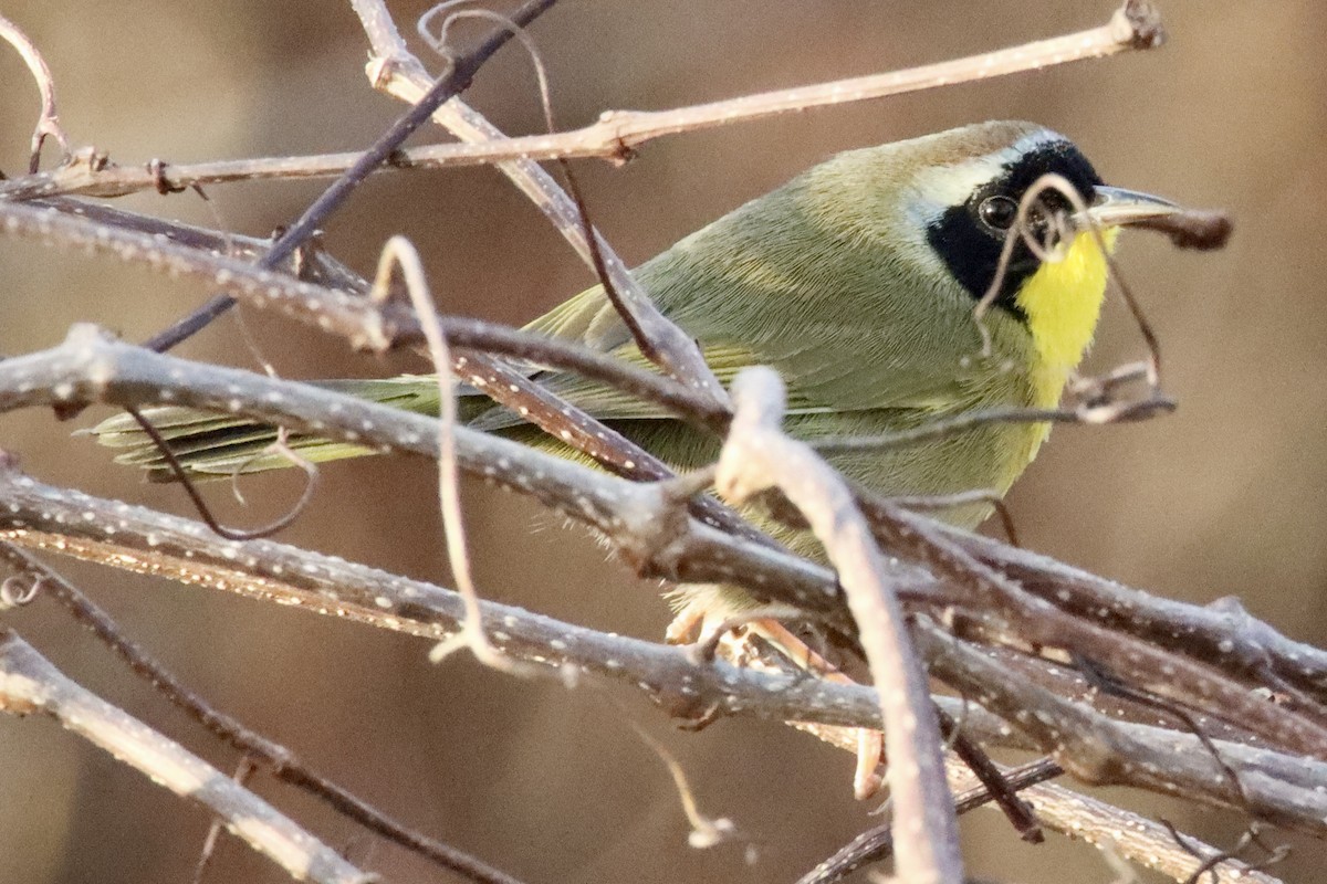 Common Yellowthroat - ML646084535