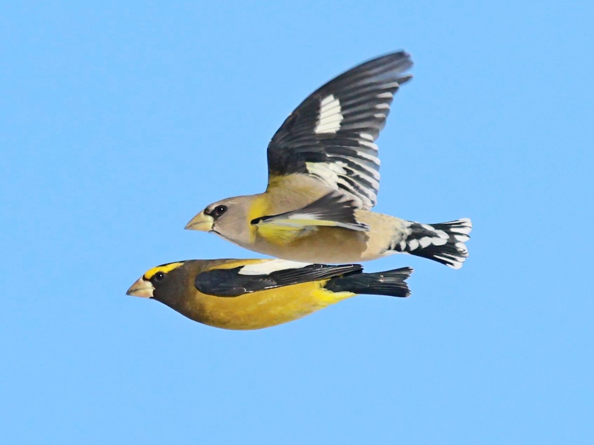 Evening Grosbeak - ML646084541